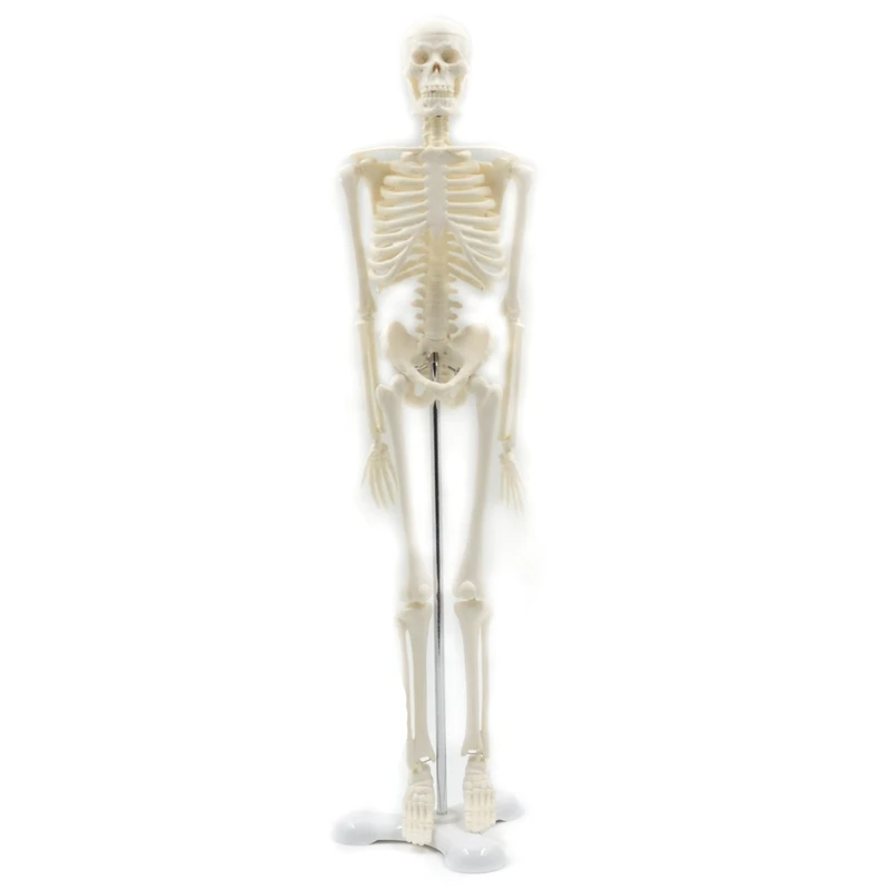 45CM Човешки анатомичен анатомичен скелет Модел плакат Научете помощ Анатомия Човешки скелетен модел